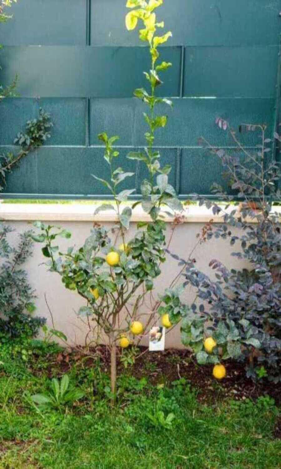 Villa Il Giardino Di Limoni Marino Exterior foto